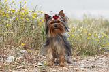 YORKSHIRE TERRIER 408